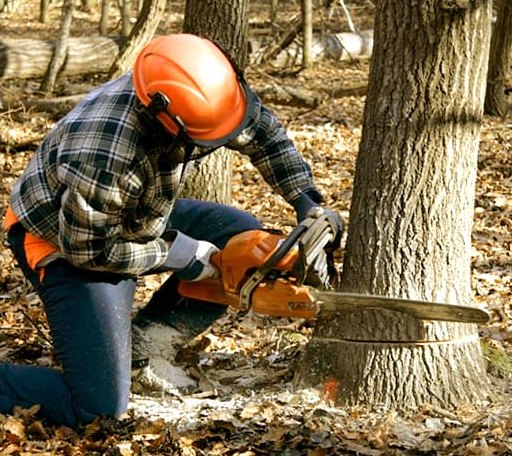 Tree Removal in Bella Vista, AR